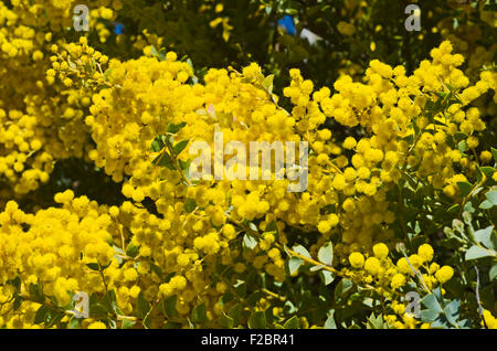 Wattle, emblème floral national de l'Australie représentent aussi les couleurs nationales de vert et l'or. Banque D'Images