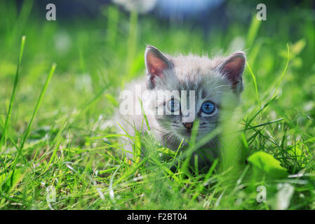 Chaton sur l'herbe close up Banque D'Images