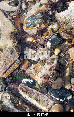 Cailloux mouchetée et d'algues dans une piscine dans les rochers sur la côte de Northumberland Banque D'Images