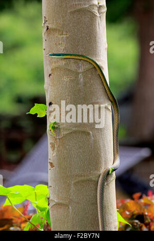 Lora ou serpent parrot (Leptophis ahaetulla), des profils sur un arbre, avec la langue dehors, Pantanal, Mato Grosso, Brésil Banque D'Images