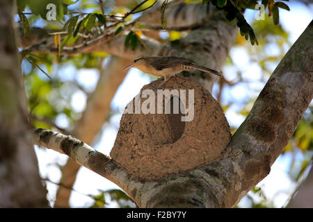 Le Fournier Roux (Furnarius rufus), adulte, assis sur son nid dans l'arbre, Pantanal, Mato Grosso, Brésil Banque D'Images