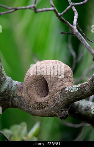 Bruant Hornero nichent sur une branche (Furnarius rufus), Pantanal, Mato Grosso, Brésil Banque D'Images