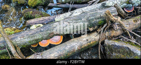 La chute d'arbres, bois avec champignon poussant sur elle, Untertalbach, Bredene, Styrie, Autriche Banque D'Images