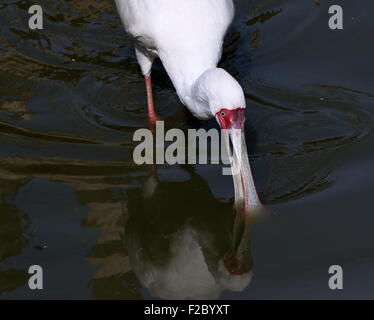 Spatule d'Afrique (Platalea alba) Banque D'Images