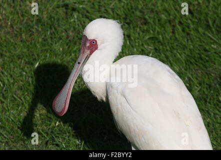 Spatule d'Afrique (Platalea alba), gros plan de la tête en forme de cuillère et loi Banque D'Images