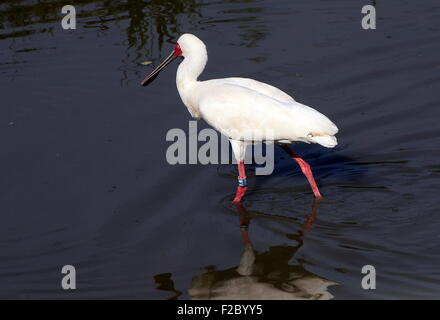 Spatule d'Afrique (Platalea alba) Banque D'Images