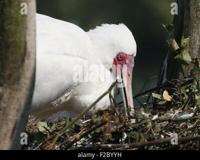 Libre d'une spatule d'Afrique (Platalea alba) sur le nid Banque D'Images