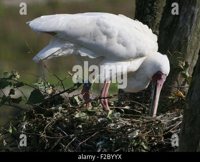 Spatule d'Afrique (Platalea alba) sur le nid Banque D'Images