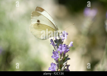 Merveilleux papillon sur fleur de lavande Banque D'Images