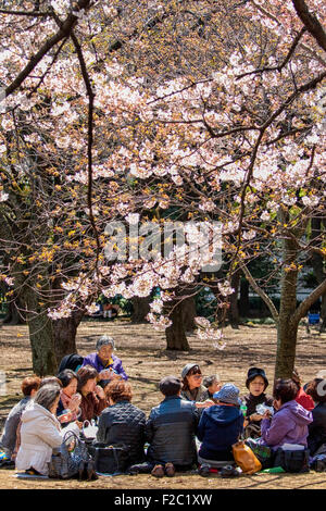 Les femmes de boire trea sous les fleurs de cerisier il pendant la célébration des cerisiers en fleur (appelée hanami) à Tokyo Banque D'Images