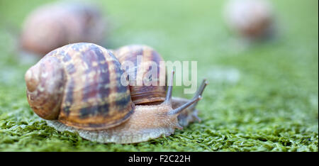 Escargots sur l'herbe artificielle Banque D'Images