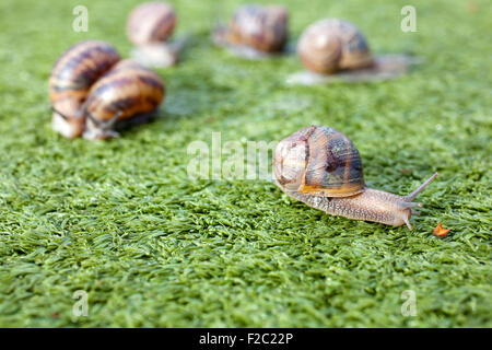 Escargots sur l'herbe artificielle Banque D'Images