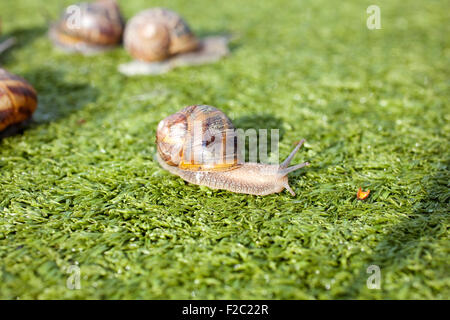 Escargots sur l'herbe artificielle Banque D'Images