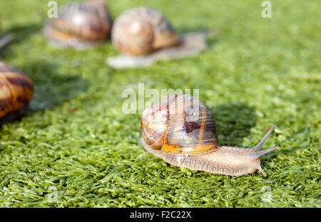 Escargots sur l'herbe artificielle Banque D'Images