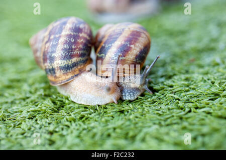 Escargots sur l'herbe artificielle Banque D'Images