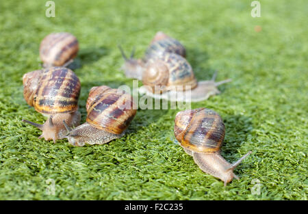 Escargots sur l'herbe artificielle Banque D'Images