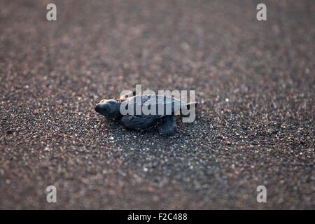 L'une des tortues tortue sur une plage de sable noir Banque D'Images