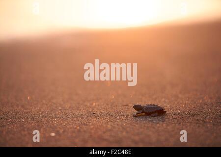L'une des tortues tortue sur une plage de sable noir Banque D'Images