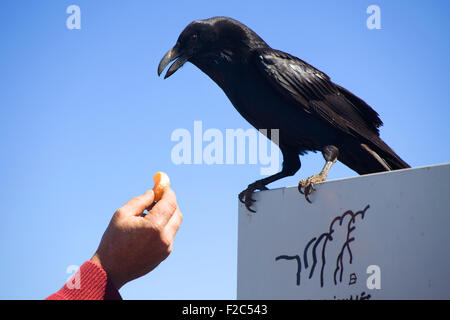 À l'affût de Raven Le Roque de los Muchachos, La Palma, Canary Islands, Spain Banque D'Images