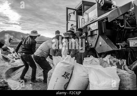 Shannan, Tibet, CHN. 27 août, 2014. Shannan, Shandong - 28 août 2014 : (usage éditorial uniquement. Chine OUT) saison de récolte de l'orge highland au Tibet. © SIPA Asie/ZUMA/Alamy Fil Live News Banque D'Images