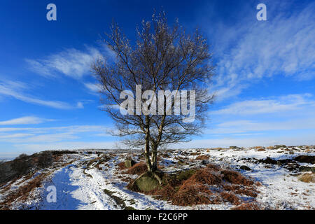 Janvier, neige de l'hiver, l'arbre du bouleau verruqueux (Betula pendula) sur Big Moor, parc national de Peak District, Derbyshire, Angleterre, RU Banque D'Images