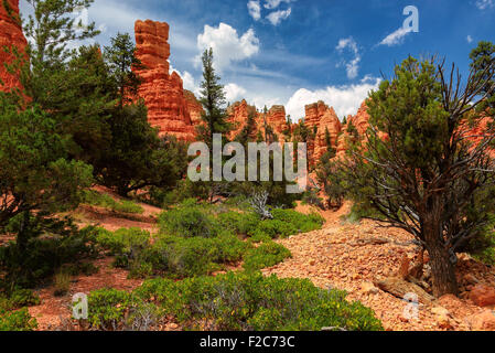 Les falaises de grès rouge Canyon à Bryce Canyon National Park, Utah Banque D'Images