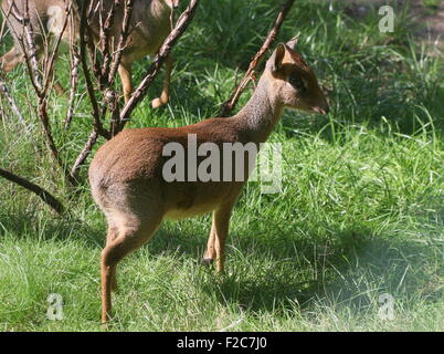 L'Afrique de l'ouest du sud de l'Kirk dik-dik (Madoqua kirkii), une des plus petites espèces d'antilope. Banque D'Images