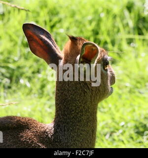 Gros plan de la tête d'un sud-ouest africain Kirk's dik-dik (Madoqua kirkii) Banque D'Images