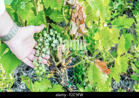 L'amour pour les plantes et de bons fruits, caucasien gentiment la main principal s'occupe de jeunes tas de raisins encore immatures au milieu d'un écrin vert feuilles Banque D'Images