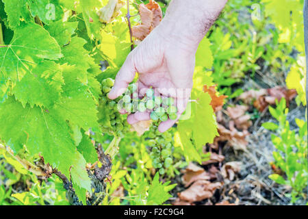 L'amour pour les plantes et de bons fruits, de race blanche haute part de bien vouloir s'occupe de jeunes tas de raisins encore immatures au milieu d'un écrin vert feuilles Banque D'Images