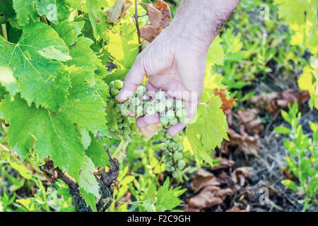 L'amour pour les plantes et de bons fruits, de race blanche haute part de bien vouloir s'occupe de jeunes tas de raisins encore immatures au milieu d'un écrin vert feuilles Banque D'Images