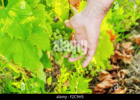 L'amour pour les plantes et de bons fruits, caucasien gentiment la main principal s'occupe de jeunes tas de raisins encore immatures au milieu d'un écrin vert feuilles Banque D'Images