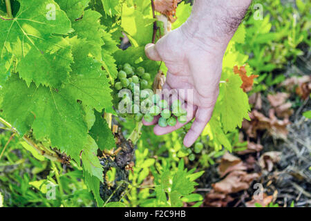 L'amour pour les plantes et de bons fruits, caucasien gentiment la main principal s'occupe de jeunes tas de raisins encore immatures au milieu d'un écrin vert feuilles Banque D'Images