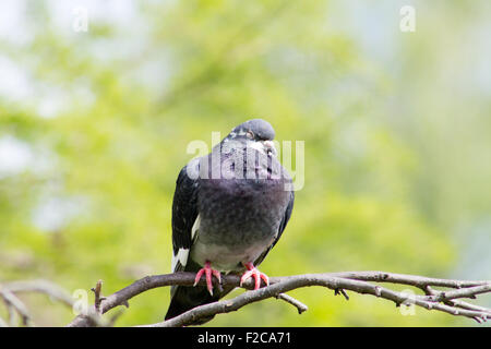 Pigeon sur une branche. Banque D'Images