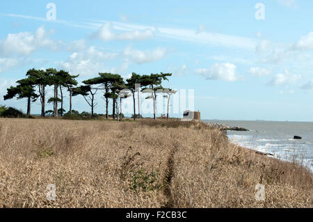 Les arbres de la fourrure, de l'Est Lane, Bawdsey, Suffolk, UK. Banque D'Images