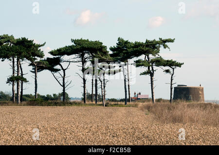 Les arbres de la fourrure, de l'Est Lane, Bawdsey, Suffolk, UK. Banque D'Images