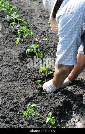 La plantation des semis de tomates d'un agriculteur Banque D'Images