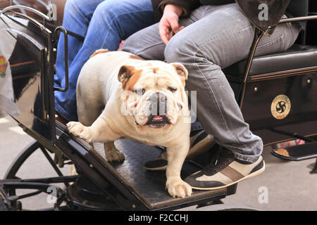 Bulldog l'attelage d'une ride à la bénédiction des animaux festival à Néoules Banque D'Images