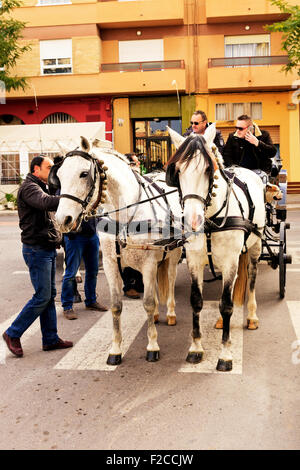 Paire de chevaux espagnols dessinant un panier à Bénédiction des animaux festival parade d'ouverture à Néoules, Espagne Banque D'Images