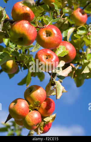 Arbre rempli de pommes mûres contre un ciel bleu. Banque D'Images