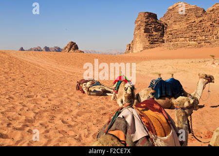 Des chameaux dans le Wadi Rum Banque D'Images