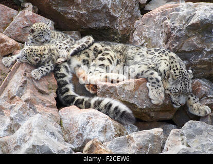 Snow Leopard femme endormie (Panthera uncia), avec ses deux petits, à la Lakeland Zoo-safari dans la région de Cumbria, Angleterre, Royaume-Uni. Banque D'Images