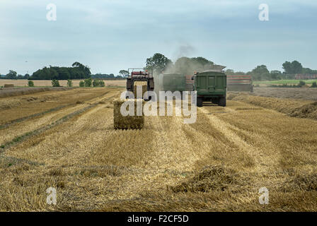 Moissonneuse-batteuse et le tracteur et bandes-annonces la récolte d'un champ de blé. Banque D'Images