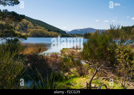 À la recherche sur le Loch avec Pityoulish Eilrig Braeriach Carn et dans l'arrière-plan Banque D'Images