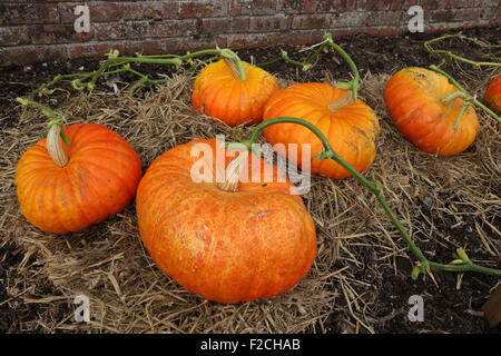 La citrouille citrouille Rouge Vif d'Etampes variété squash Banque D'Images