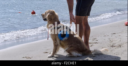 Chien de sauvetage attend des instructions de l'entraîneur Banque D'Images