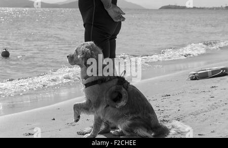 Chien de sauvetage attend des instructions de l'animateur sur la plage Banque D'Images