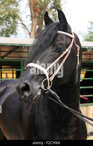 Head shot d'un étalon frison dans le paddock Banque D'Images