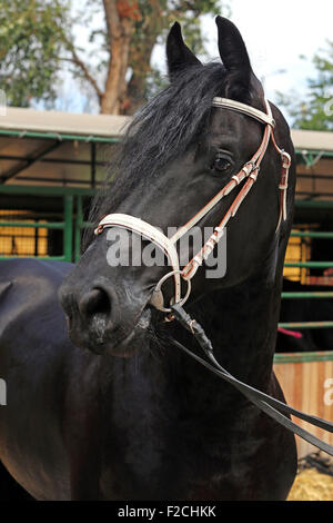 Head shot d'un étalon frison dans le paddock Banque D'Images