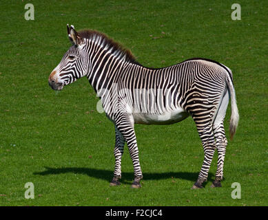 Le Zèbre de Grévy (Equus grevyi) Banque D'Images